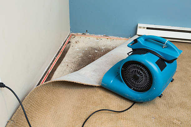 Best Water damage cleanup near me  in Maine, WI